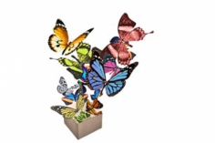 Живые бабочки в конверте или коробочке