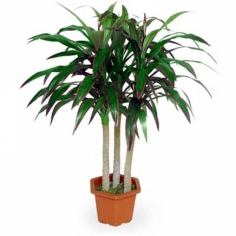 Лиственно-декоративное горшечное растение ‘Драцена’